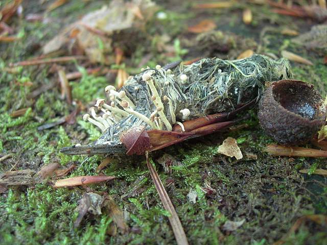 Funghi trasformisti , necrofili e sterili